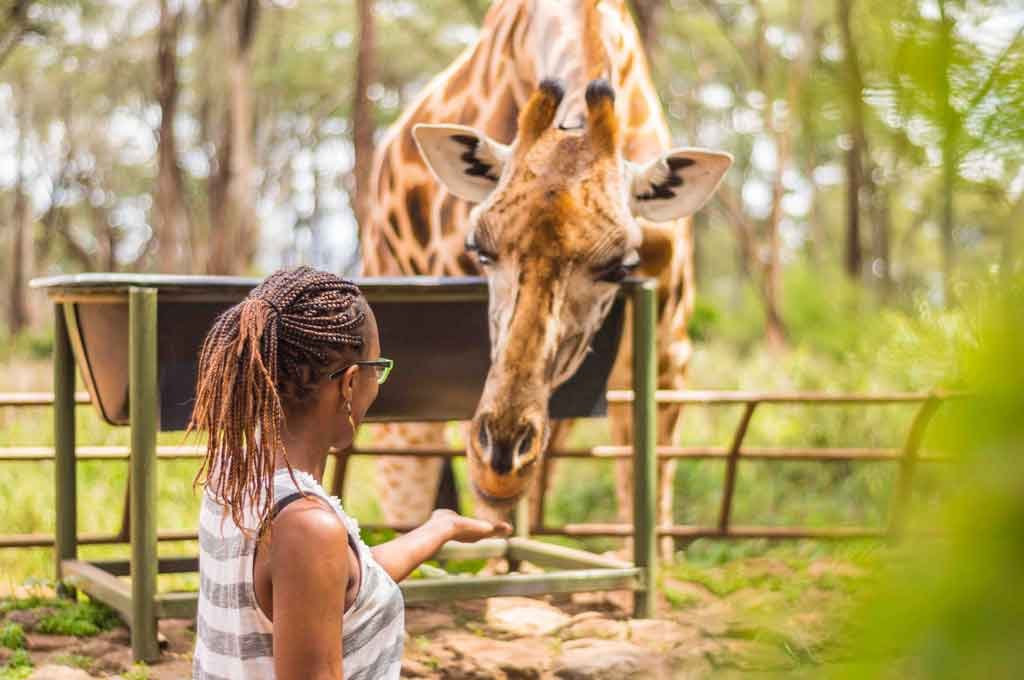 Feeding giraffes at Giraffe Centre, Nairobi